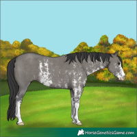 Horse Color:Grullo Sabino 
