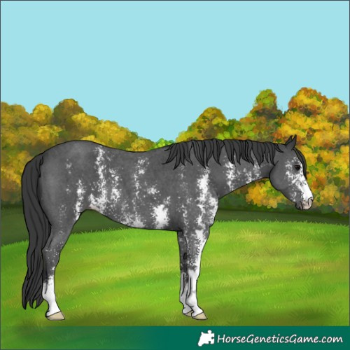 Horse Color:Black Sabino