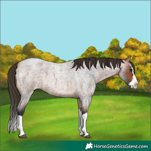 Horse Color:Bay Roan Splash Appaloosa 
