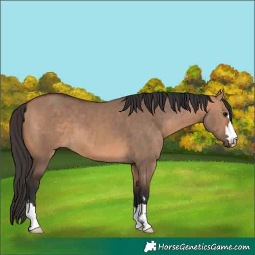 Horse Color:Bay Dun 