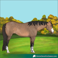 Horse Color:Bay Dun