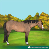 Horse Color:Brown Dun 