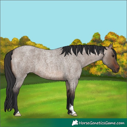 Horse Color:Brown Roan Dun 