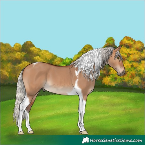 Horse Color:Silver Bay Dun Tobiano 
