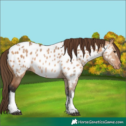 Horse Color:White Spotted Bay Dun Appaloosa 
