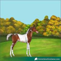 Horse Color:Silver Brown Tobiano 