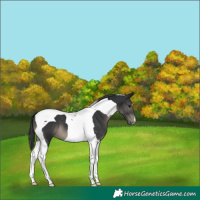 Horse Color:Black Tobiano 