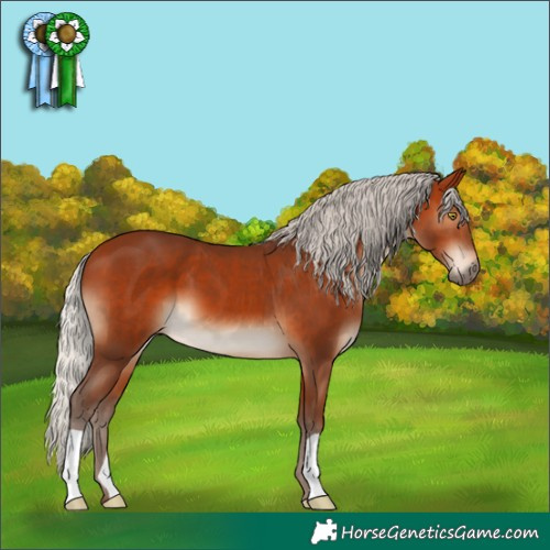 Horse Color:Silver Bay 