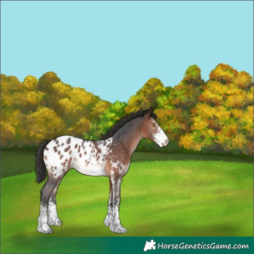 Horse Color:Brown Sabino Appaloosa