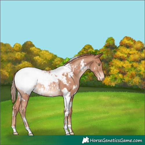 Horse Color:White Spotted Gold Champagne Snowcap 
