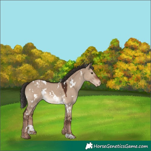 Horse Color:White Spotted Liver Red Dun Blanket 
