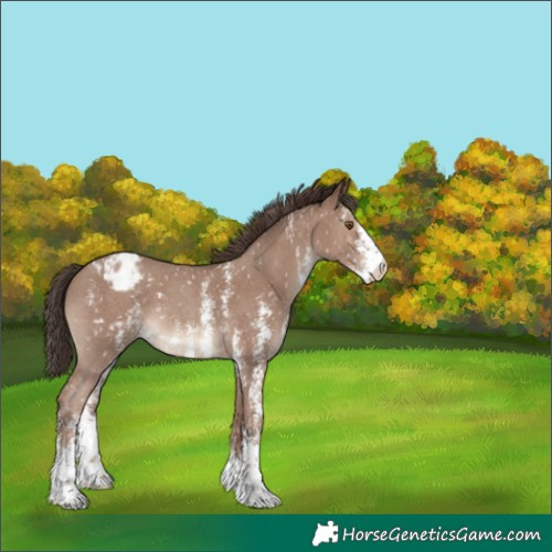 Horse Color:Classic Champagne Sabino Blanket 