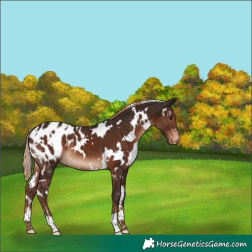 Horse Color:White Spotted Liver Chestnut Blanket 