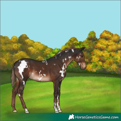 Horse Color:White Spotted Liver Chestnut 