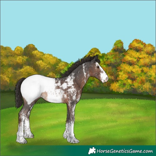 Horse Color:Liver Chestnut Sabino Appaloosa