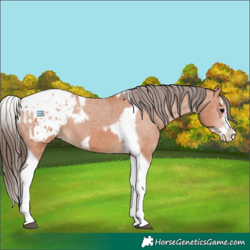 Horse Color:Bay Splash Tobiano Appaloosa and Bay Splash Tobiano Frame Appaloosa