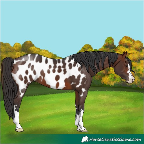 Horse Color:Brown Appaloosa