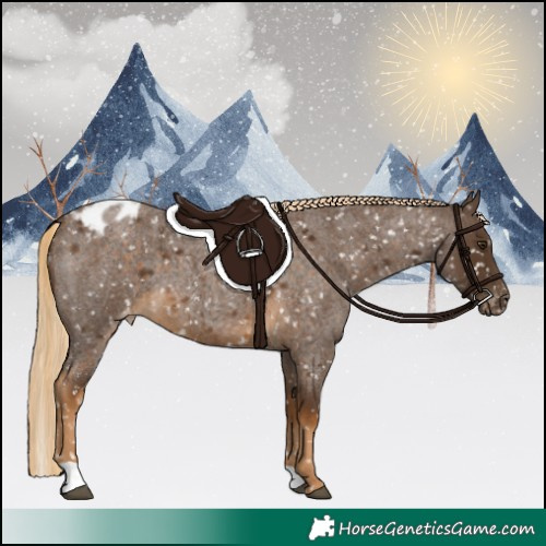 Horse Color:Chocolate Palomino Roan Appaloosa 