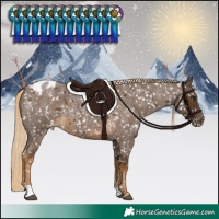 Horse Color:Chocolate Palomino Roan Appaloosa 