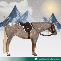 Horse Color:Chocolate Palomino Roan Appaloosa