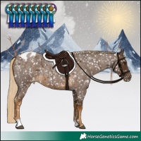 Horse Color:Chocolate Palomino Roan Appaloosa