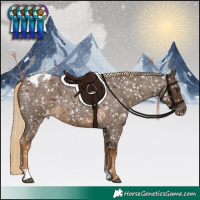 Horse Color:Chocolate Palomino Roan Appaloosa 