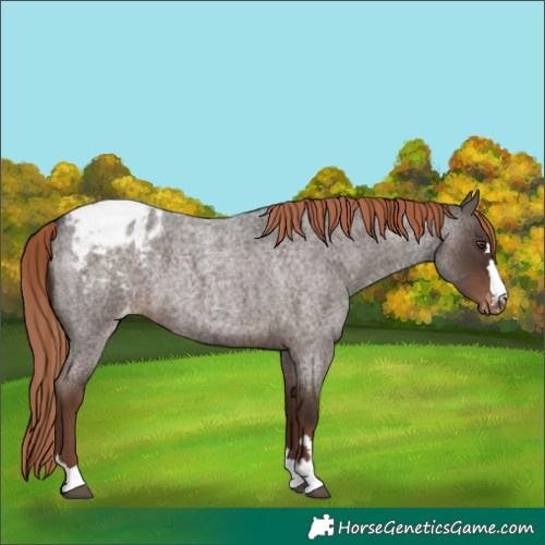 Horse Color:Liver Red Roan Appaloosa 
