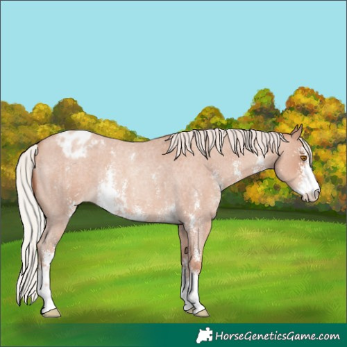 Horse Color:Silver Classic Champagne Roan Sabino Appaloosa 