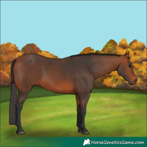 Horse Color:Bay 