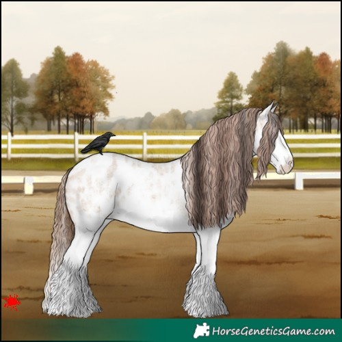 Horse Color:White Spotted Bay Roan Dun Splash Appaloosa 