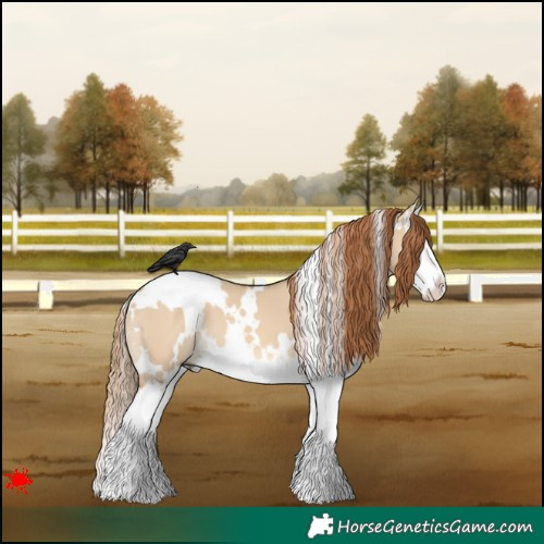 Horse Color:White Spotted Red Dun Splash 