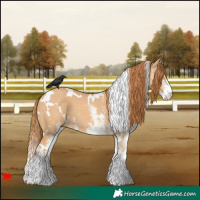 Horse Color:White Spotted Red Dun