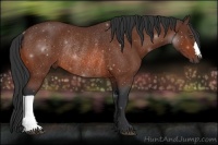 Horse Color:Bay Rabicano 