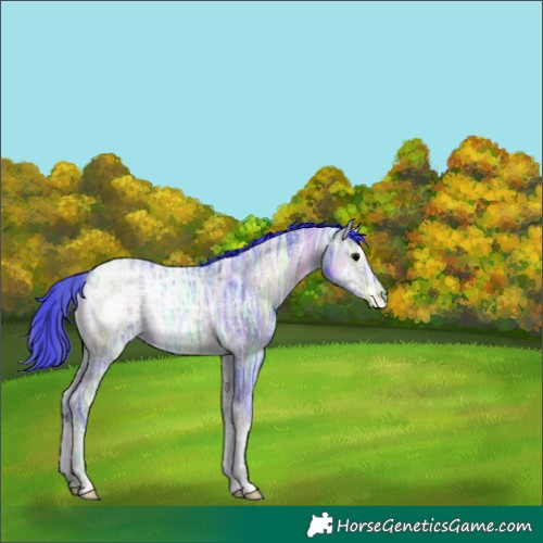 Horse Color:Watercolor Plaid  Brown Ice Onyx Rabicano 