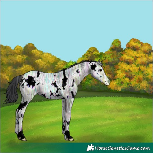 Horse Color:White Spotted Blue Onyx Ice Rabicano