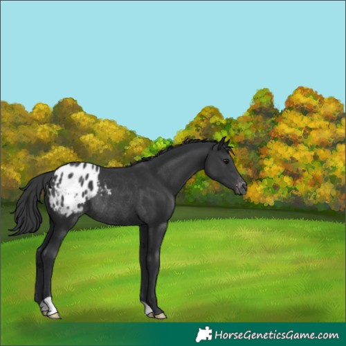 Horse Color:Black Varnish Rabicano