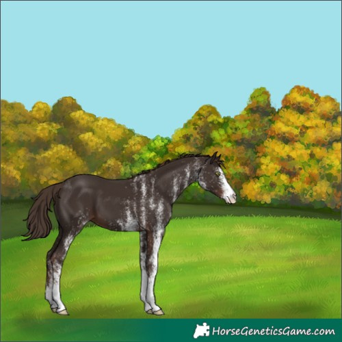 Horse Color:White Spotted Liver Chestnut 