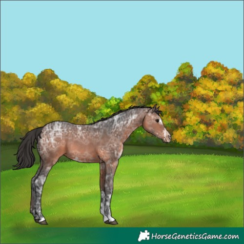Horse Color:White Spotted Brown Ice Rabicano 