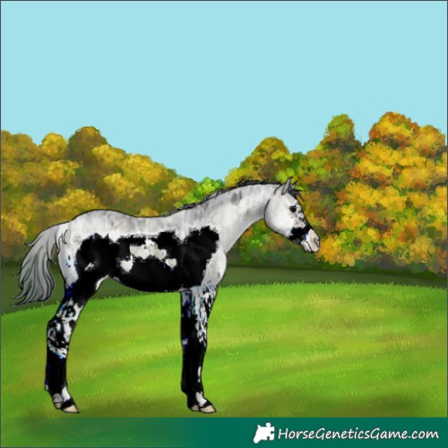 Horse Color:Plaid White Spotted Brown Ice Onyx Frame Rabicano