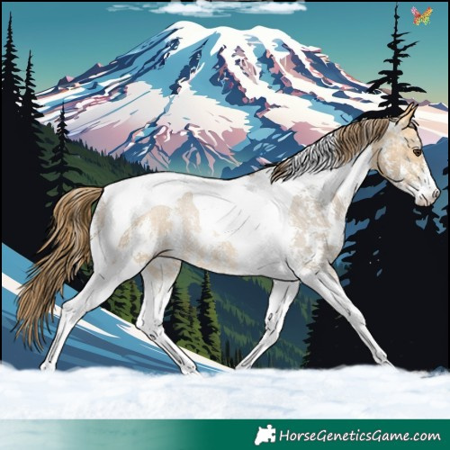 Horse Color:Buckskin Dun Sabino Tobiano Appaloosa Rabicano 