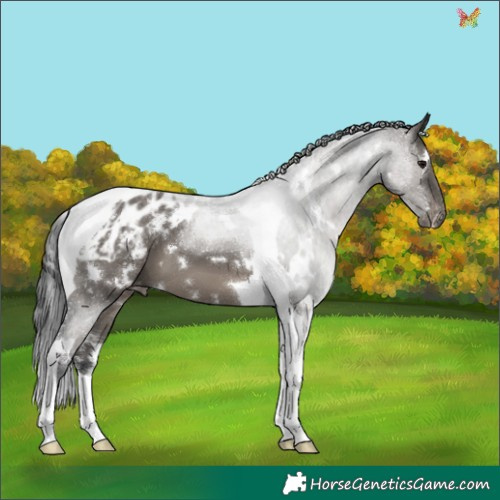 Horse Color:White Spotted Grullo Tobiano Varnish 