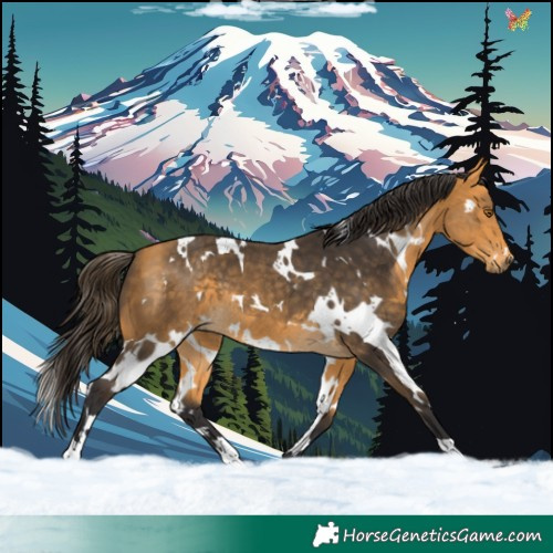 Horse Color:White Spotted Buckskin 