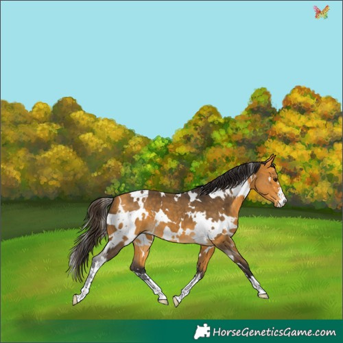 Horse Color:White Spotted Buckskin 