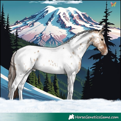 Horse Color:White Spotted Bay Dun Tobiano Near Leopard Brindle 