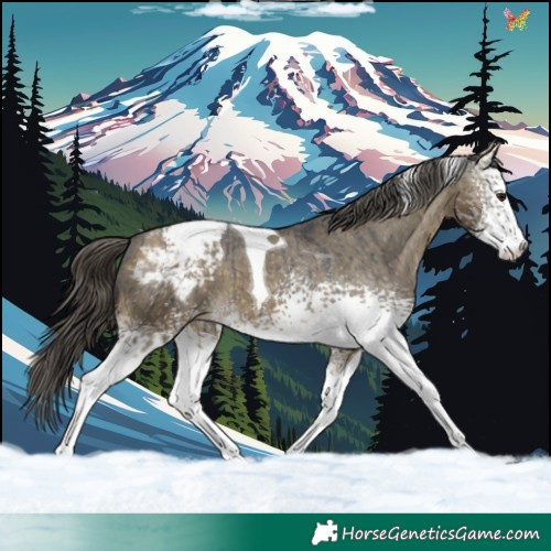 Horse Color:White Spotted Buckskin Dun Tobiano Snowcap Brindle 