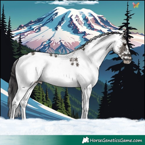 Horse Color:White Spotted Smoky Grullo Rabicano 