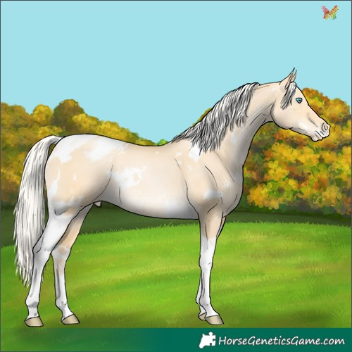 Horse Color:White Spotted Silver Buckskin Pearl Dun Tobiano Varnish Rabicano 