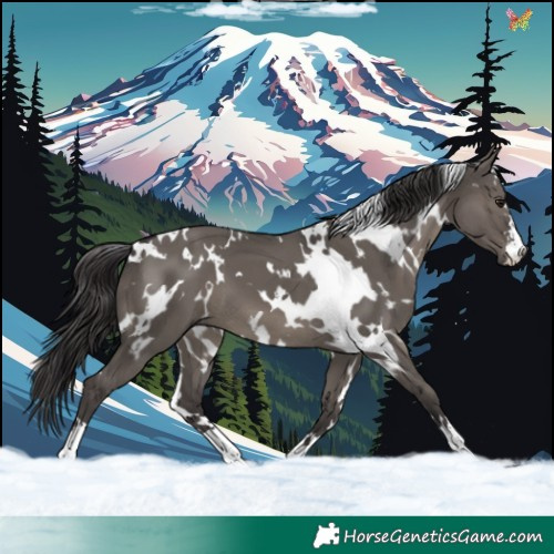 Horse Color:White Spotted Smoky Grullo 