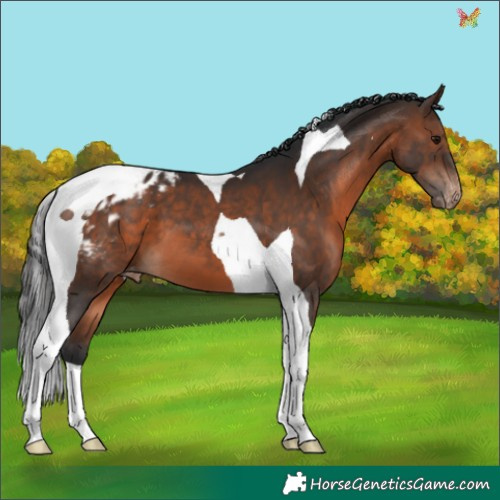 Horse Color:Brown Tobiano Appaloosa 