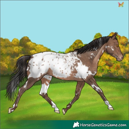 Horse Color:White Spotted Sable Champagne Appaloosa 